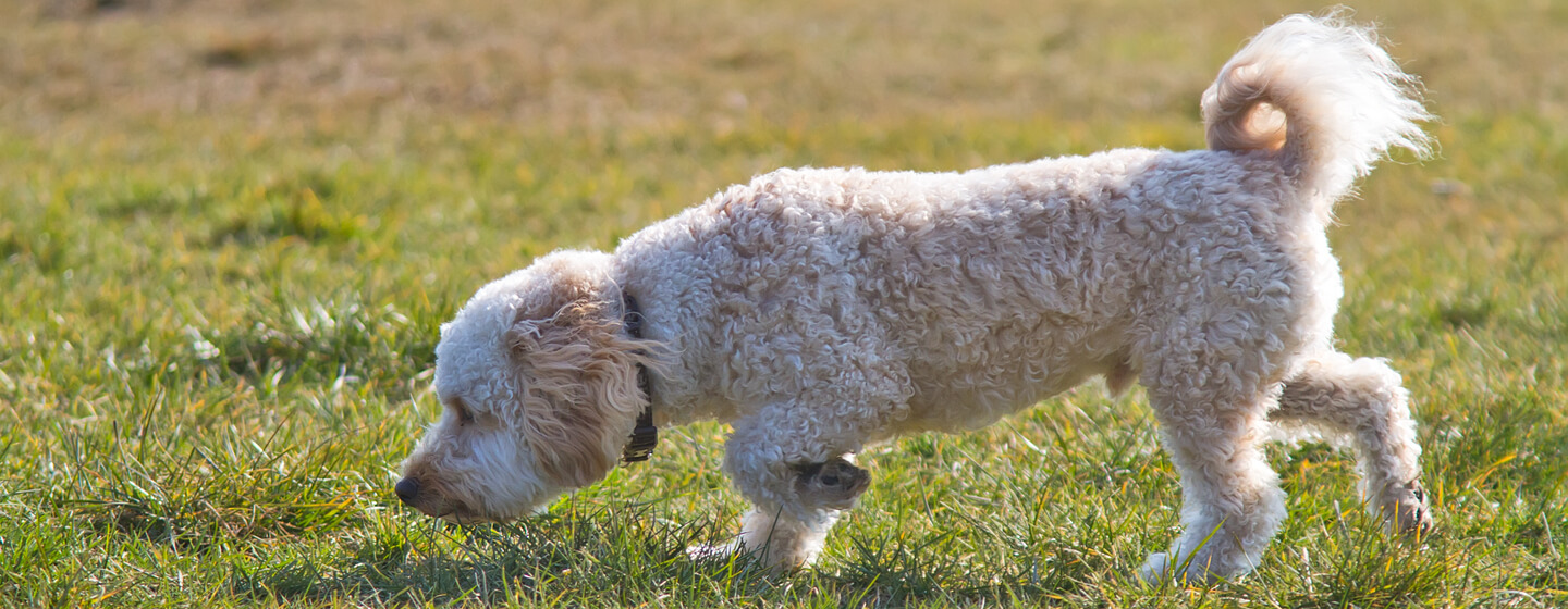 Why Do Dogs Eat Grass & Dirt? Purina